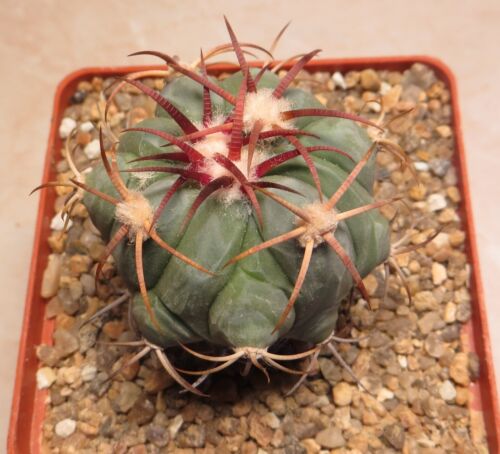 260.70 Echinocactus Horinzonthalonius Jabo za El Hundido  grafted plant - 第 1/4 張圖片