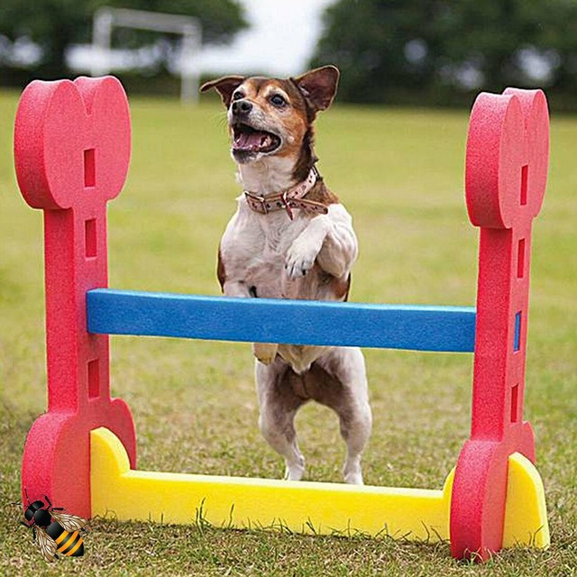 small dog agility