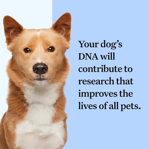 Wisdom Panel Breed Discovery Dog DNA Test Kit - Most Accurate Breed ID MDR1 Anc - Picture 6 of 6