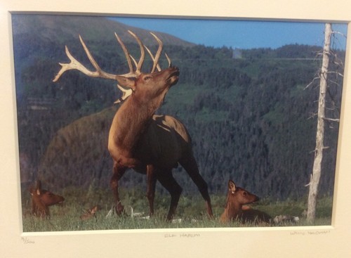 Elk Harem Framed Number 9/500 Photo Print Signed Willie Holdman FoundArtShop - Picture 4 of 12