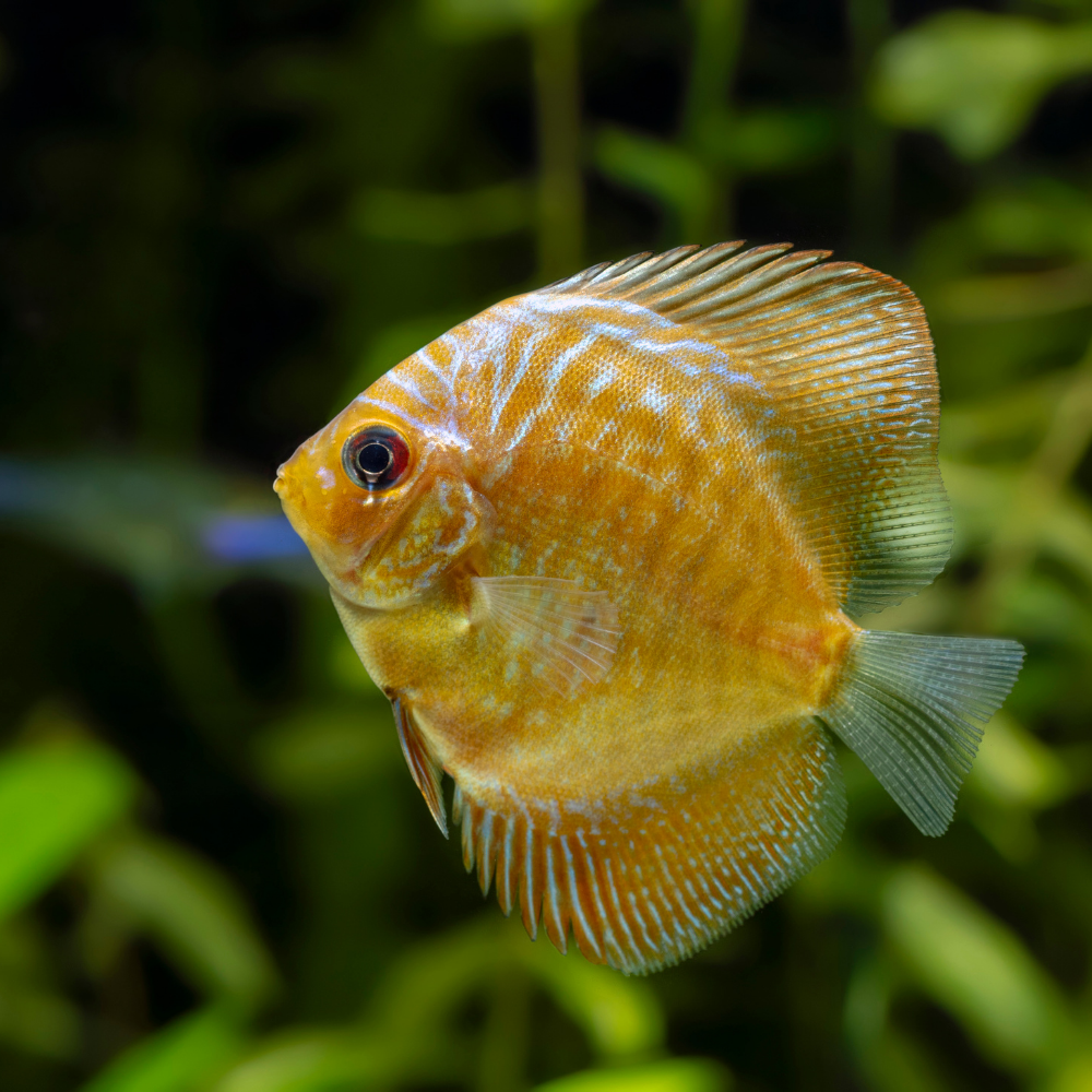 Yellow Discus Fish Google Search Balk Albino Yellow Cover Discus Fish