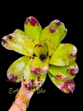 Neoregelia  Big Mac    Rare Collector Hybrid with Wild Cherry Red Blushing
