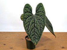 Anthurium Luxurians Pot Size: 4" XL  - US Seller