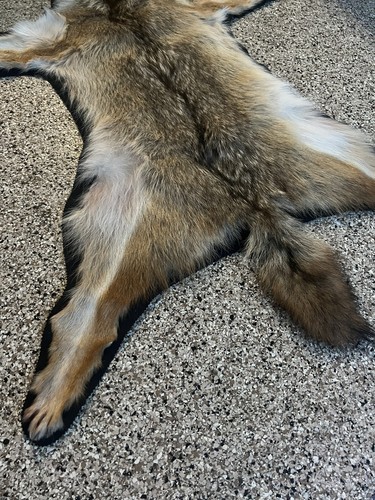 Genuine Coyote Rug Taxidermy Skull Bone New - Picture 3 of 5
