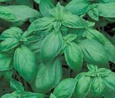 Basil Italian Large Heirloom Herb  ------ 10,000 Seeds