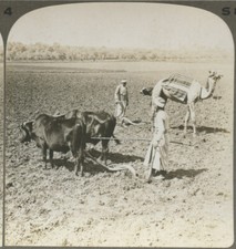 WORKER W/ OXEN PLOWING FIELD, MAN W/ CAMEL, VINT STEREOVIEW