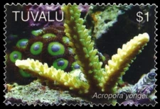 TUVALU 1004 - Marine Corals "Acropora yongei" (pb63819)