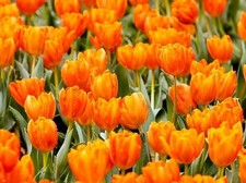Orange Tulip Bulbs to Grow