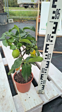 Citrus limon Lunario Limone 40-50cm Quattro Stagioni Limone Pianta di Agrumi