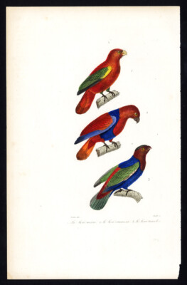 Antiker Vogeldruck-QUATSCHENDER LORY-SCHWARZ GEKAPPT-DREIFARBIG-Buffon-Oudet-1837