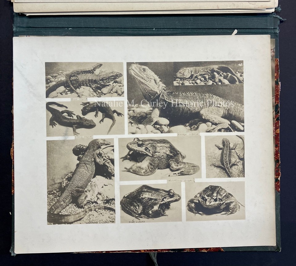 1900s Artist Study Zoo Animals Photo Portfolio Handmade Book eBay