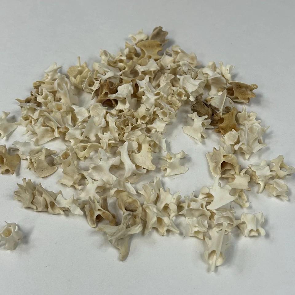 Lote de 100 ossos sortidos de vértebras de vison arte limpa real artesanato gótico #4080 - Imagem 2 de 4