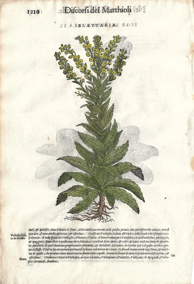 Stampe antiche 9 FOGLI ERBARIO MATTIOLI MATTHIOLI ediz. con figure grandi 1568 - Immagine 4 di 4