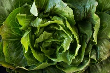 Morris Heading Collard Seeds, Carolina Cabbage, NON-GMO, Heirloom, FREE SHIPPING