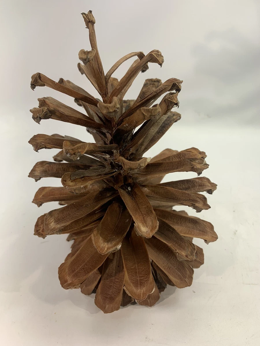 Longleaf Pine Cone