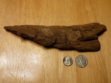 Potomac Bark Style Driftwood Aquarium Reptile Decor Insect Taxidermy 2024-002