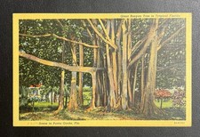 Banyan Tree Punta Gorda Florida FL Vintage 19...