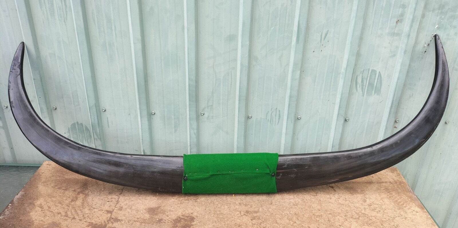 Buffalo Horns Huge Set Polished Mounted XL Buffalo Trophy Horns 1.25M tip tip eBay