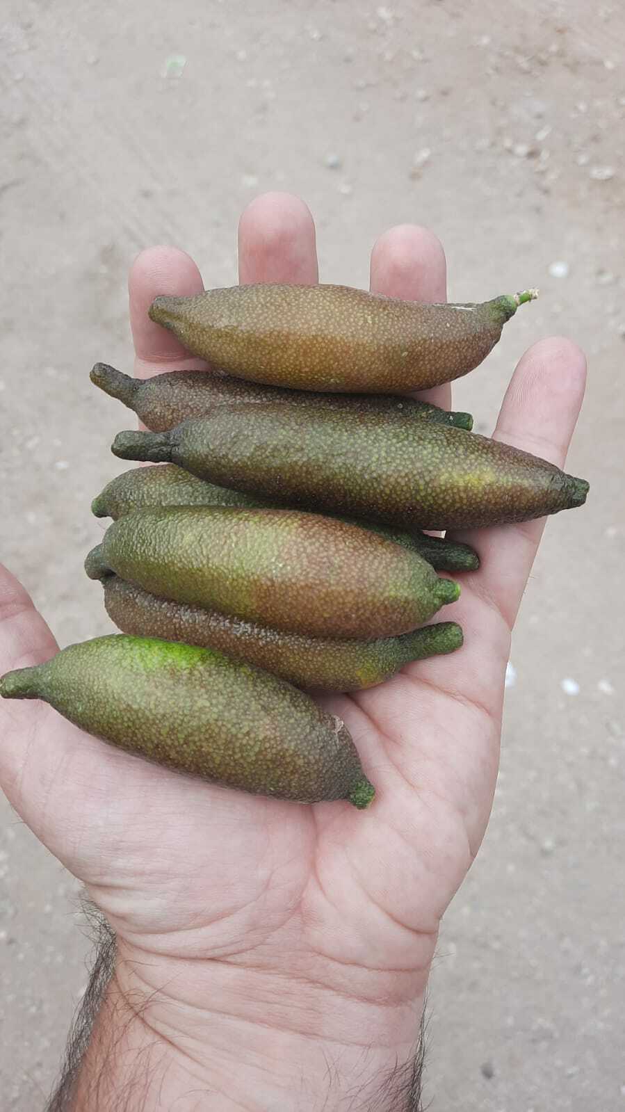 10 semillas frescas de la fruta de lima Australin Finger (Citrus australastica)