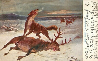 MISCH & BESTÄNDE POSTKARTE - IM ZOO - DER WOLF - EIN GUTES FUTTER - HIRSCH 