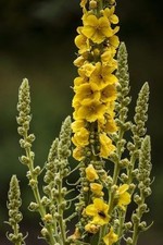 SAMEN die Königskerze ist eine schöne, einheimische Riesenblume !