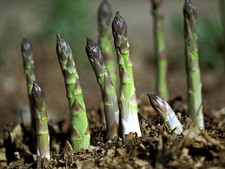 100+ Organic Mary Washington Asparagus Seeds | Fresh Garden Seeds   NEW Season