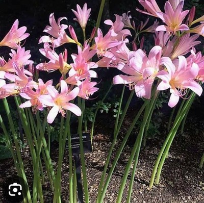 10 Lycoris Squamigera Surprise Lily, Magic, Resurrection Lily
