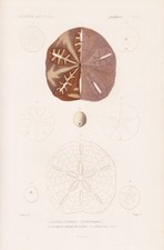 Scutella hexapora Seeigel sea urchin gravure engraving Stahlstich Cuvier 1849