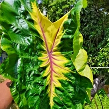 Colocasia Live Bulb Friendship Tuber New Hybrid Free Phytosanitary Certificate