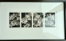 Platinum Print Photograph Magnolias Original Work Of Art  21.5 X 8