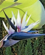 Strelitzia nicolai (Black/White Bird of Paradise) - 10 Seeds