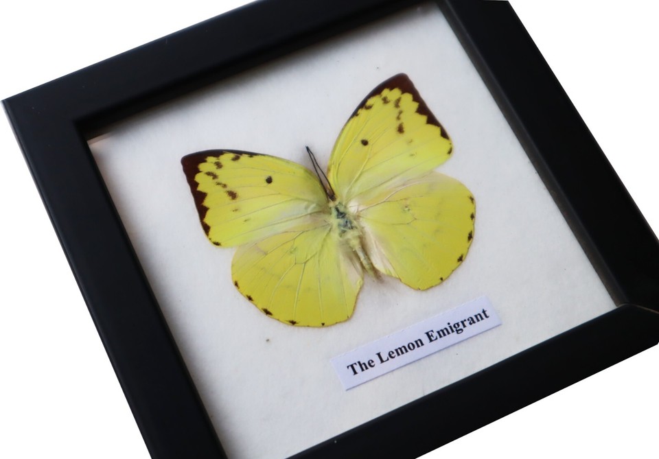 Real Lemon Emigrant butterfly Taxidermy in Wooden Frame Wall Decor eBay