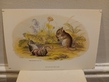 ANIMALS  -  CHELSEA  PRINTS  -  HARVEST  MICE  -  1988