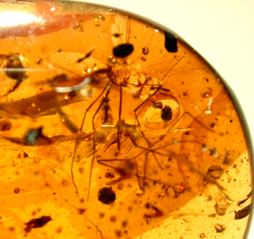Ultra RARE True Female Mosquito in Burmite Amber Fossil Gemstone Dinosaur Age - Afbeelding 1 van 10