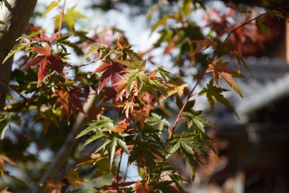 [ MINT] Nikon D3300 24.2MP DSLR Camera w/ AF-S 18-55mm GII Shutter Count : 24820 - Image 2 of 4