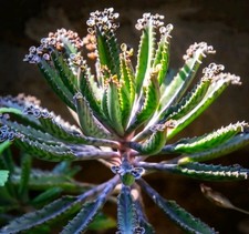 Kalanchoe (Mother Of Thousands) Tubiflora X5 Baby Pups Succulent Plant