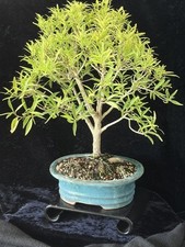 Willow Leaf Ficus Shohin Broom Style Bonsai
