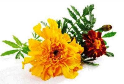 Calendula (Marigold) Absolute Pure Essential Oil - 30 ML + Free Carrier oil 10ml