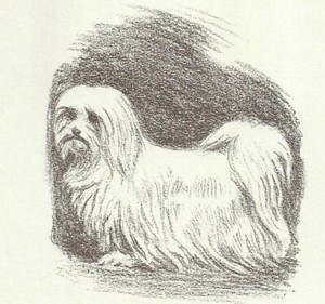 Maltese - CUSTOM MATTED - 1954 Vintage Dog Art Print - Megargee