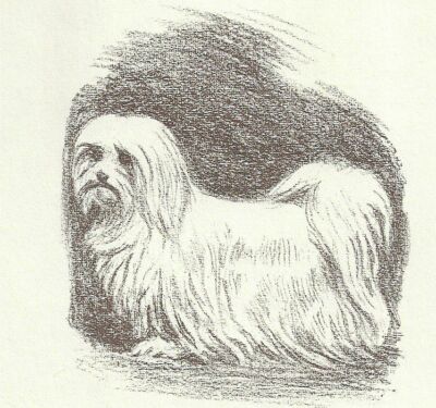 Maltese - CUSTOM MATTED - 1954 Vintage Dog Art Print - Megargee