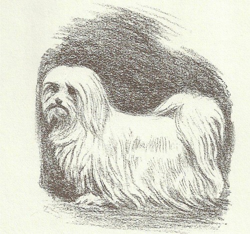 Maltese - CUSTOM MATTED - 1954 Vintage Dog Art Print - Megargee