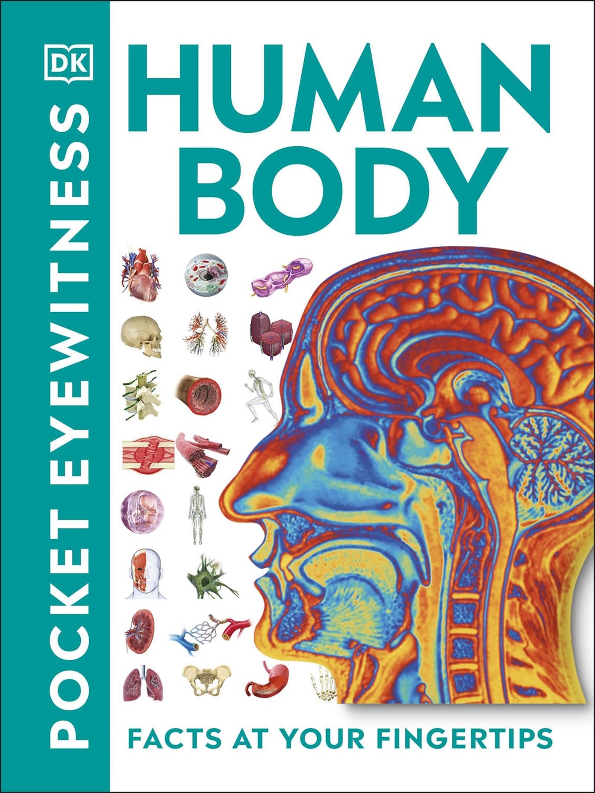Pocket Eyewitness Human Body Facts at Your Fingertips by DK (Paperback Book) - Image 8