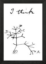 Darwin tree of life Framed Wall Art Poster Canvas Print Picture