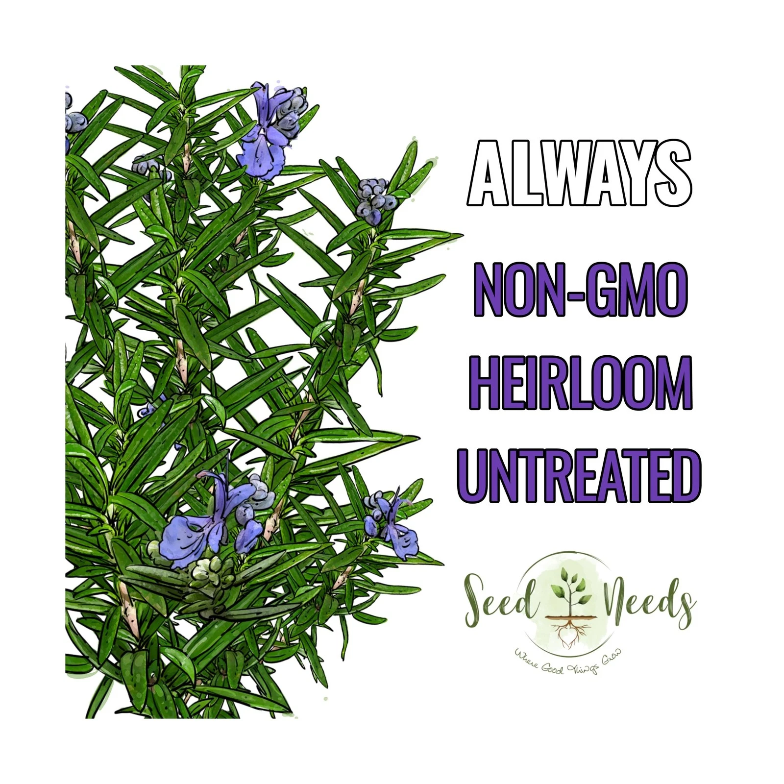 Seed Needs Rosemary Seeds - Thumbnail 5