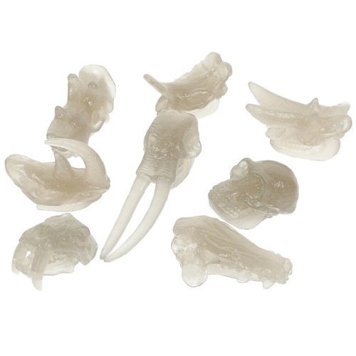Luminous Animal Skull Model Child Dinosaurs Bone Toy - 第 2/12 張圖片