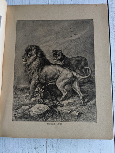 Woods Illustrated Natural History McLoughlin Bros NY Antique Hardcover - Imagen 7 de 11
