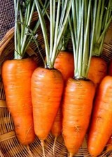 1000 Chantenay Red Core Carrot Seeds  NON-GMO  Heirloom  Fresh Garden Seeds