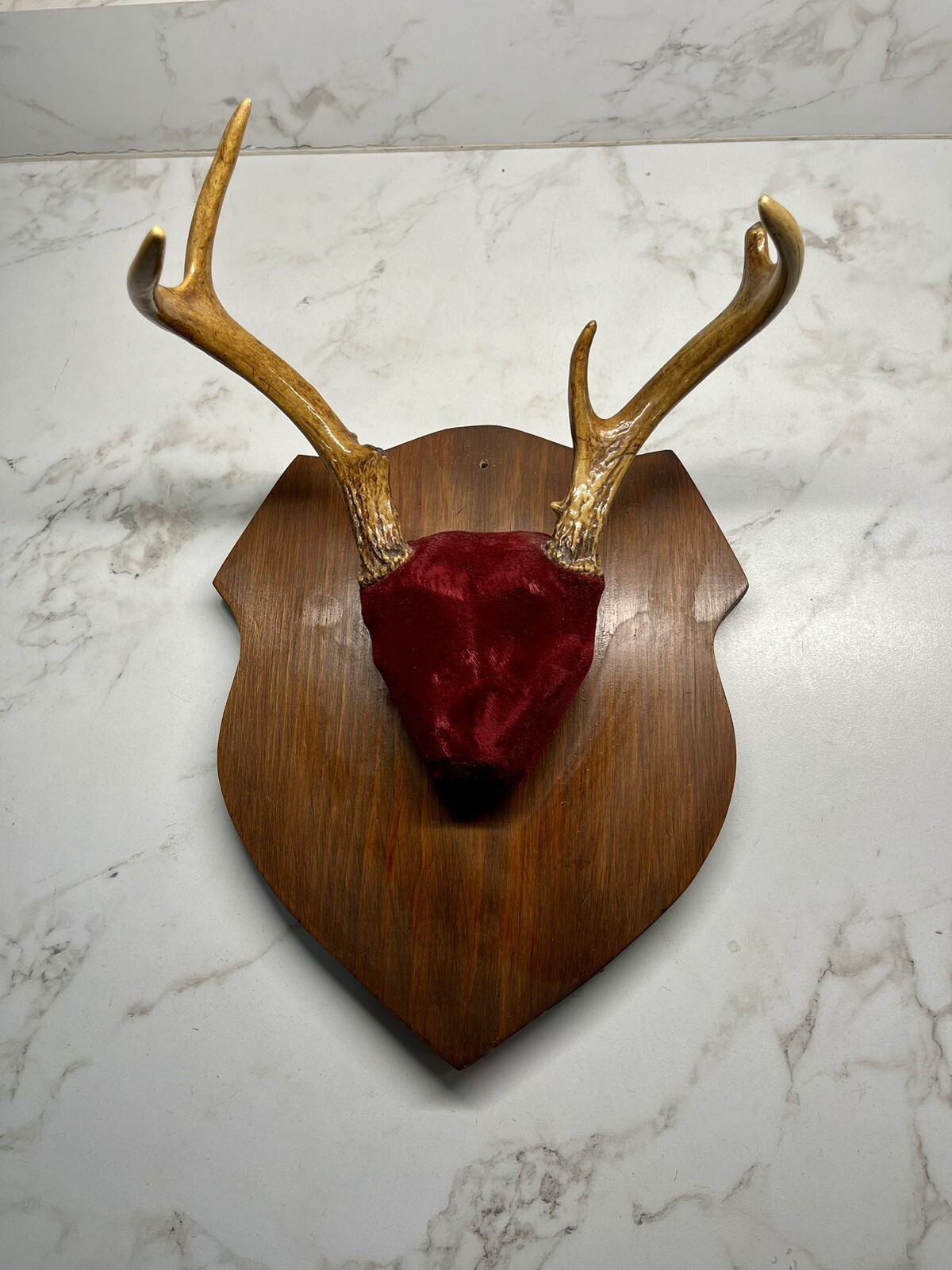 Trophy Antlers For Sale Deer Antler Store