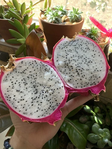 50 White Dragon Fruit Seeds Pitaya Pitahaya Hylocereus Undatus Cactus Grow Rare