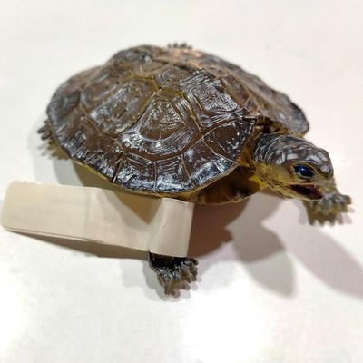 Wood turtle by AAA solid rubber figure tortoise A.A.A. NEW